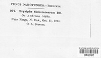 Golovinomyces cichoracearum image